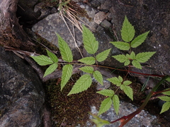 Aruncus dioicus