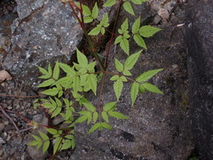 Aruncus dioicus