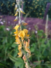 Crotalaria juncea