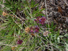 Penstemon procerus