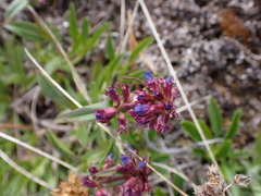 Penstemon procerus