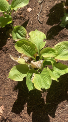 Hosta sieboldiana