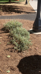 Atriplex semibaccata