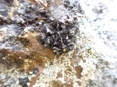 Umbilicaria cylindrica