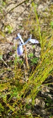 Moraea tripetala