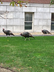 Meleagris gallopavo silvestris