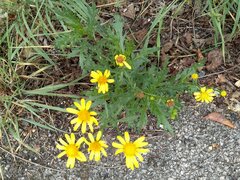 Senecio squalidus