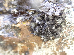 Umbilicaria cylindrica