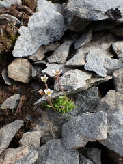 Saxifraga cespitosa