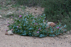 Mirabilis multiflora pubescens