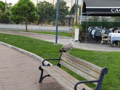 Larus