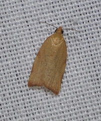 Clepsis siciliana