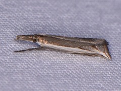 Raphiptera argillaceellus