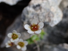 Saxifraga cespitosa