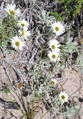 Arctotis stoechadifolia