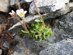 Saxifraga cespitosa