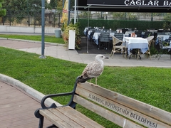 Larus