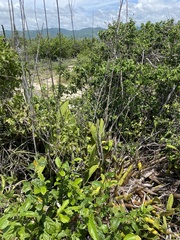 Epidendreae