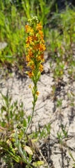 Manulea tomentosa