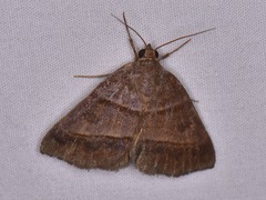 Argyrostrotis deleta