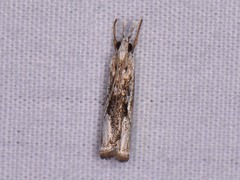 Microcrambus minor