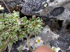 Brassicaceae