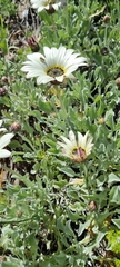 Arctotis stoechadifolia