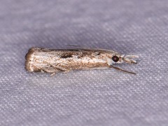 Microcrambus minor