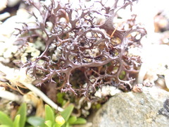 Cetraria aculeata