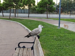 Larus