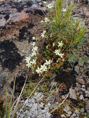Saxifraga bronchialis
