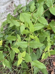 Lonicera japonica