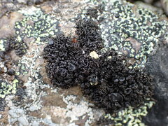 Pseudephebe minuscula