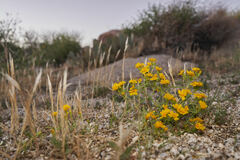 Pectis papposa papposa