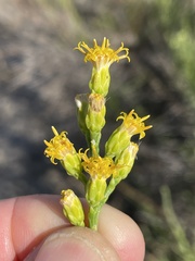 Lepidospartum squamatum