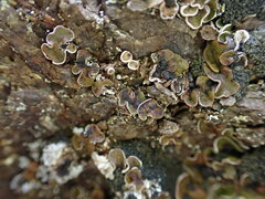 Psora