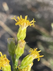 Lepidospartum squamatum