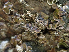 Psora