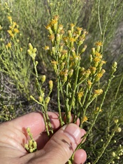 Lepidospartum squamatum