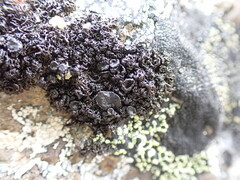 Pseudephebe minuscula