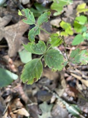 Rubus hispidus