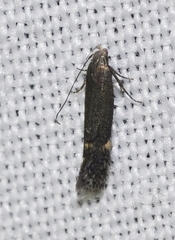 Aproaerema anthyllidella