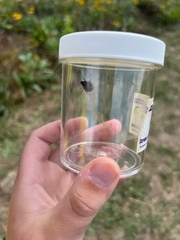 Coccinellinae