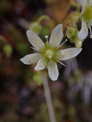 Saxifraga bronchialis
