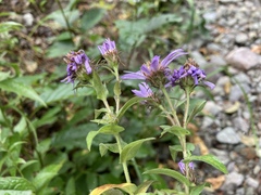 Canadanthus modestus