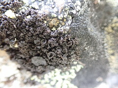 Pseudephebe minuscula