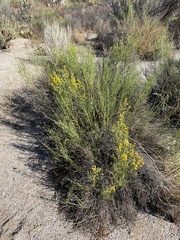 Lepidospartum squamatum