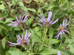 Canadanthus modestus