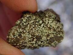 Lecanora polytropa