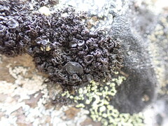 Pseudephebe minuscula